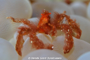 Urangutang Crab ..... 105mm, manual focus, TTL by Henrik Gram Rasmussen 